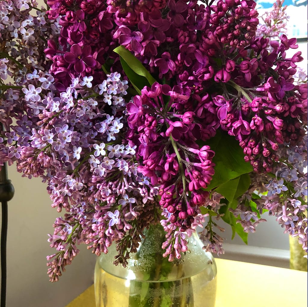 light and dark purple lilacs in glass vase 