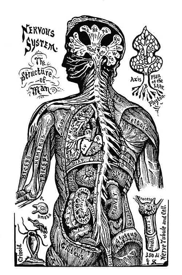 Image description: antiquated illustration of the nervous system